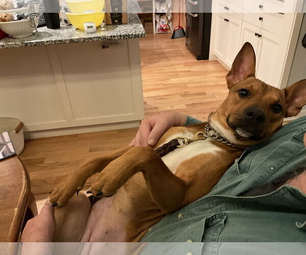 Medium Photo #4 Carolina Dog-Unknown Mix Puppy For Sale in Minneapolis, MN, USA