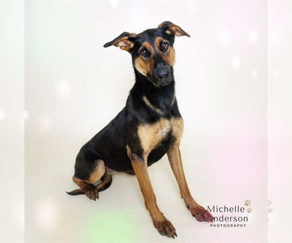 Medium Photo #2 Doberman Pinscher-German Shepherd Dog Mix Puppy For Sale in Corona, CA, USA