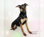 Small #1 Doberman Pinscher-German Shepherd Dog Mix