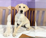 Small #1 Mutt