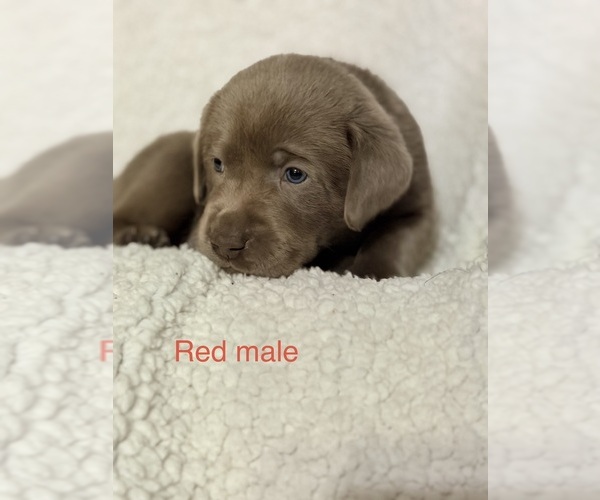 Medium Photo #1 Labrador Retriever Puppy For Sale in LINDEN, MI, USA