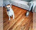 Small #2 German Shepherd Dog