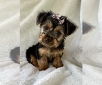 Small #7 Yorkshire Terrier