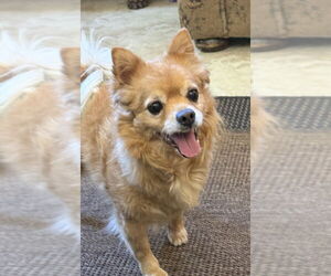 Chiranian Dogs for adoption in Mission Viejo, CA, USA