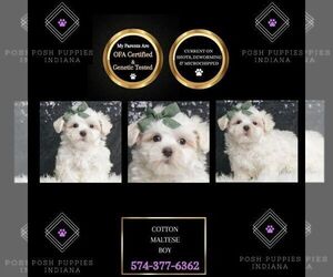 Maltese Puppy for sale in WARSAW, IN, USA