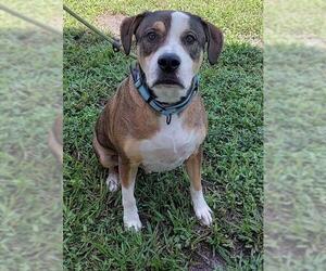 American Bulldog Dogs for adoption in Fort Lauderdale, FL, USA
