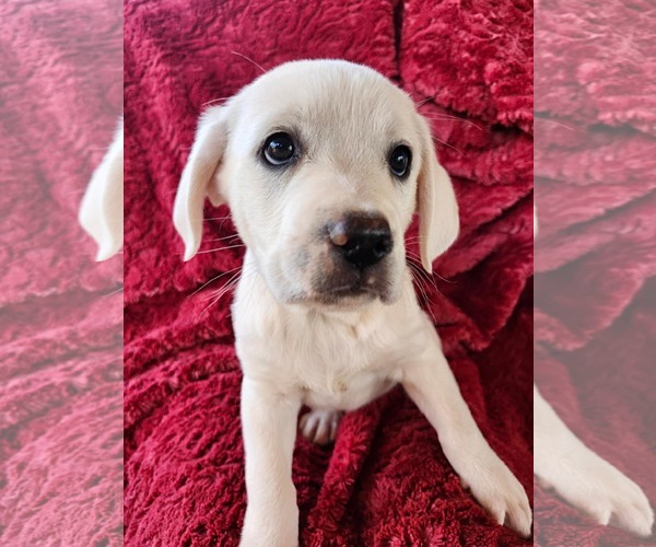 Medium Photo #1 Anatolian Pyrenees Puppy For Sale in Royal Palm Beach, FL, USA