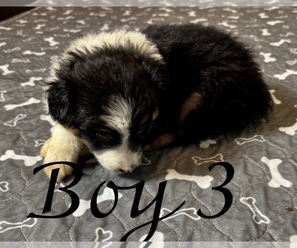Medium Photo #40 Miniature Australian Shepherd Puppy For Sale in SALISBURY, NC, USA