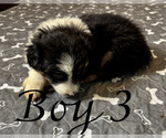 Small #13 Miniature Australian Shepherd