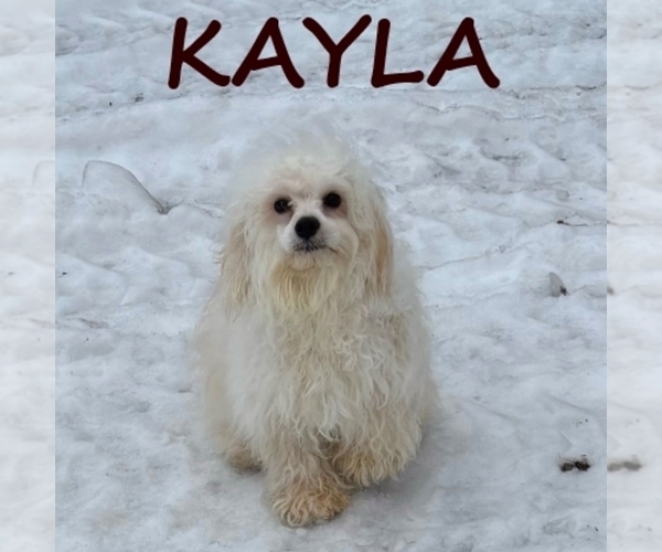 Medium Photo #2 Cock-A-Poo Puppy For Sale in HARTLAND, MN, USA