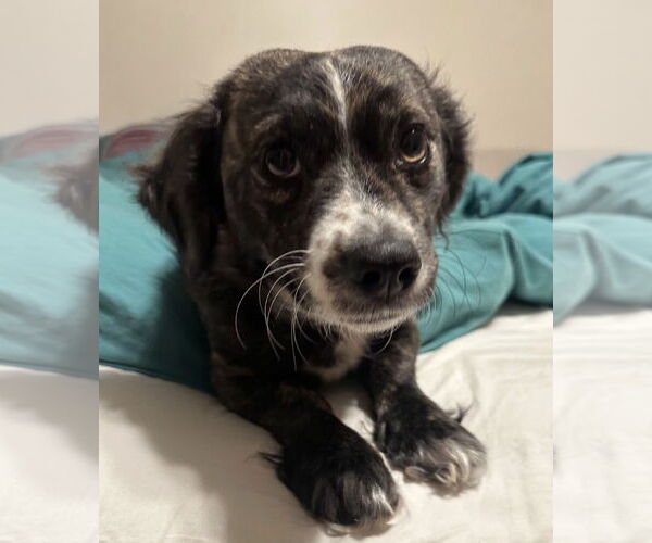 Medium Photo #1 Colonial Cocker Spaniel-Unknown Mix Puppy For Sale in Bellevue, WA, USA