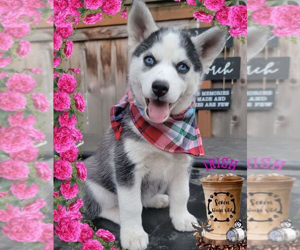 Medium Photo #1 Siberian Husky Puppy For Sale in SHERWOOD, OR, USA