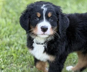 Bernese Mountain Dog Puppy for sale in SPRINGFIELD, OH, USA