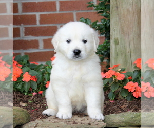 English Cream Golden Retriever Puppy for sale in NEW PROVIDENCE, PA, USA