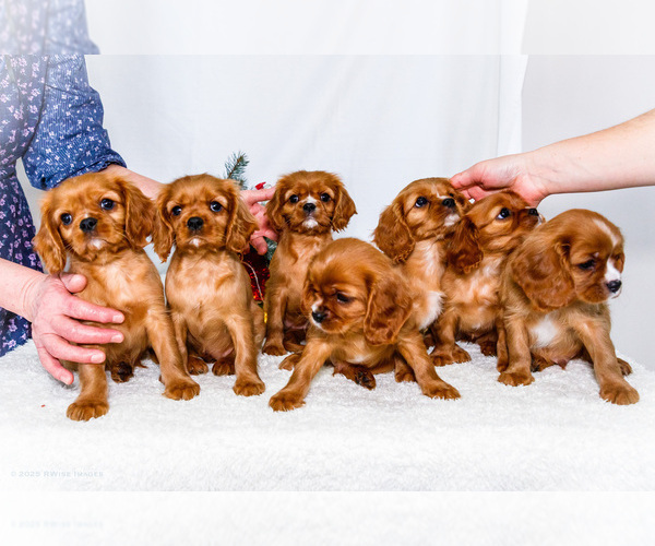 Medium Photo #1 Cavalier King Charles Spaniel Puppy For Sale in WAKARUSA, IN, USA