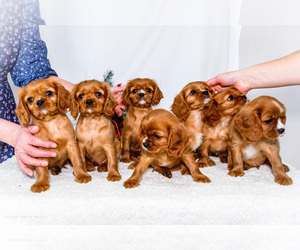 Cavalier King Charles Spaniel Litter for sale in WAKARUSA, IN, USA