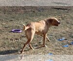 Small Photo #5 Chesapeake Bay Retriever-Unknown Mix Puppy For Sale in Sebec, ME, USA