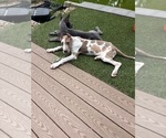 Small #6 Great Dane