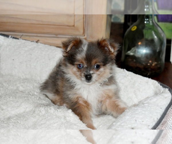 Medium Photo #7 Shiranian Puppy For Sale in DINWIDDIE, VA, USA