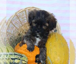 ShihPoo Puppy for sale in THORP, WI, USA