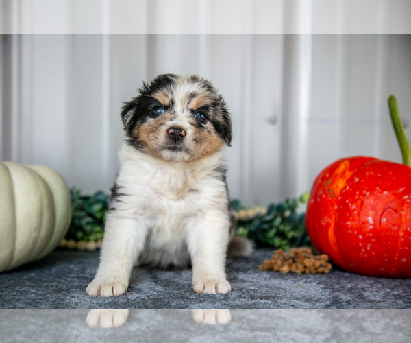 Medium Photo #19 Australian Shepherd Puppy For Sale in CAMDEN, MI, USA