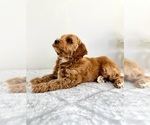 Small #3 Goldendoodle (Miniature)