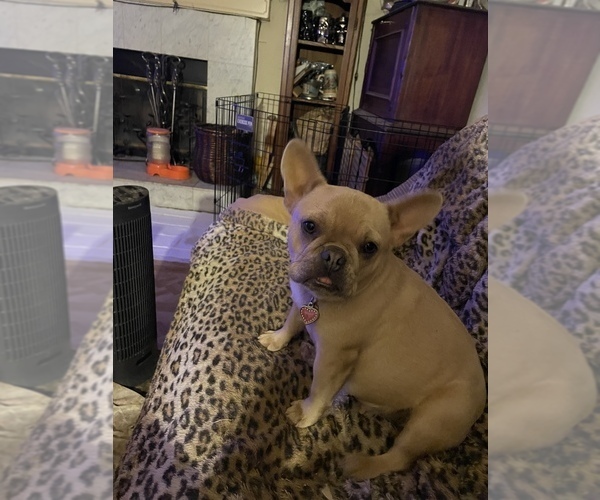 Medium Photo #1 French Bulldog Puppy For Sale in SIMI VALLEY, CA, USA