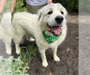 Great Pyrenees-Unknown Mix Dogs for adoption in Warrenton, VA, USA
