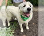 Small Great Pyrenees Mix