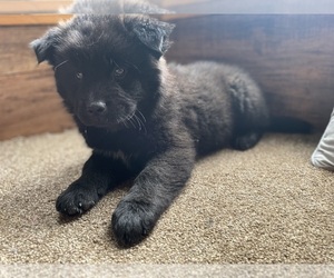 Australian Shepherd-Chow Chow Mix Puppy for sale in DRUMMONDS, TN, USA