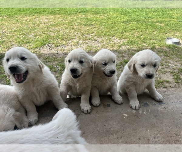 Medium Photo #7 English Cream Golden Retriever Puppy For Sale in PLYMOUTH, CA, USA