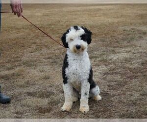 Father of the Poodle (Miniature)-Sheepadoodle Mix puppies born on 02/09/2023