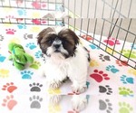 Small #9 Shih Tzu