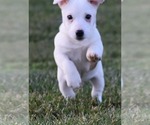 Small #6 Jack Russell Terrier