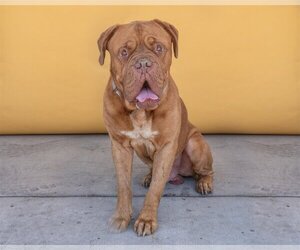 Dogue de Bordeaux Dogs for adoption in Pasadena, CA, USA