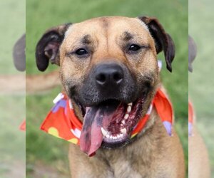 Boxer-Unknown Mix Dogs for adoption in Kansas City, MO, USA