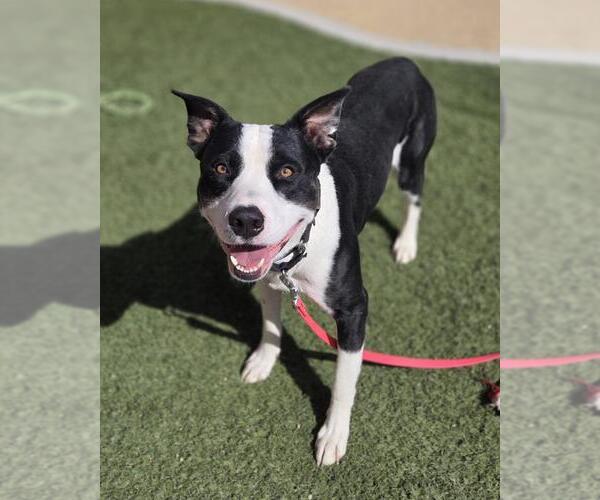 Medium Photo #1 Mutt Puppy For Sale in Las Vegas, NV, USA