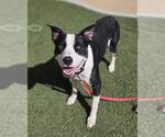 KING - Male Mutt Dog for Adoption - Small photo