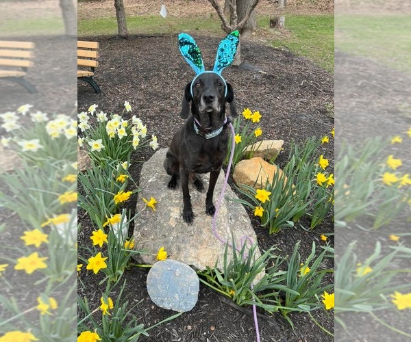 Medium Photo #15 Plott Hound-Weimaraner Mix Puppy For Sale in Rockaway, NJ, USA
