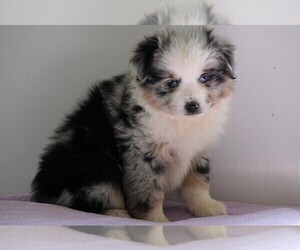 Miniature Australian Shepherd Puppy for sale in FREDERICKSBG, OH, USA