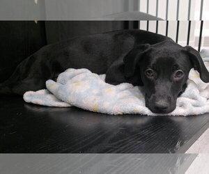 Labrador Retriever Dogs for adoption in MIDWAY, UT, USA