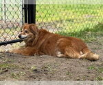 Small #2 Golden Retriever Mix