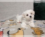 Puppy Thomas Maltese