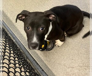 Labrador Retriever-Unknown Mix Dogs for adoption in Sterling, MA, USA