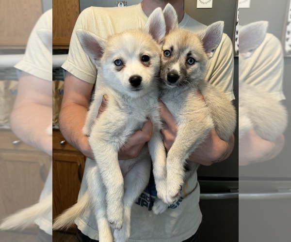 Medium Photo #99 Pomsky Puppy For Sale in LOVELAND, CO, USA