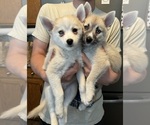 Small #98 Pomsky