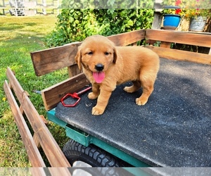 Golden Retriever Puppy for sale in LEON, KS, USA