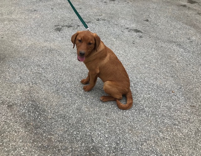 Medium Photo #5 Labrador Retriever Puppy For Sale in BUCK, PA, USA