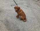 Small Photo #5 Labrador Retriever Puppy For Sale in BUCK, PA, USA