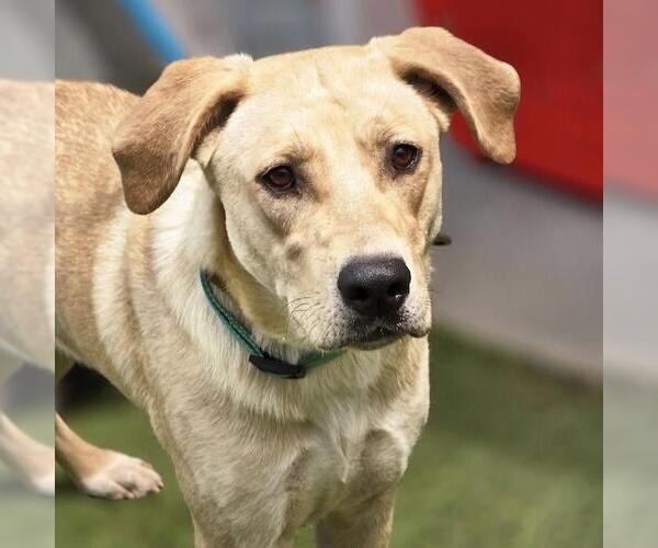 Medium Photo #7 Labrador Retriever-Unknown Mix Puppy For Sale in San Diego, CA, USA